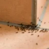 Banyak Semut di Rumah
