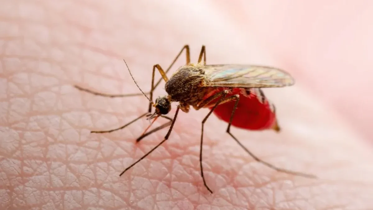 Fakta Penyakit Demam Berdarah Dengue (DBD). (Sumber Gambar: Fox News)