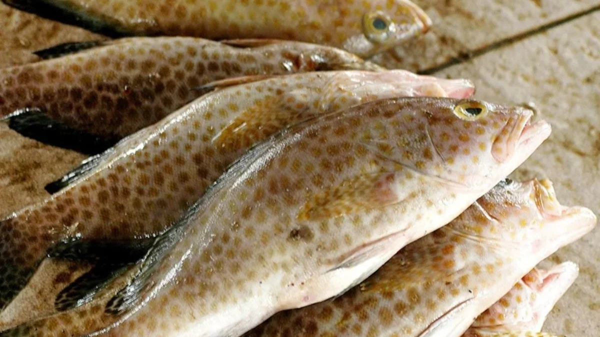 Budidaya Ikan Kerapu