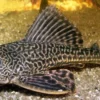 Ikan Sapu-Sapu